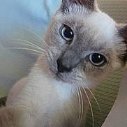 Dacotah joined the competition — help win amazing prizes! cat, siamese_cat, close_up, pet, animal, whiskers, blue_eyes, indoor, curious, feline, soft_light, blanket, couch, portrait, mammal, cute, domestic_animal, fur, ears