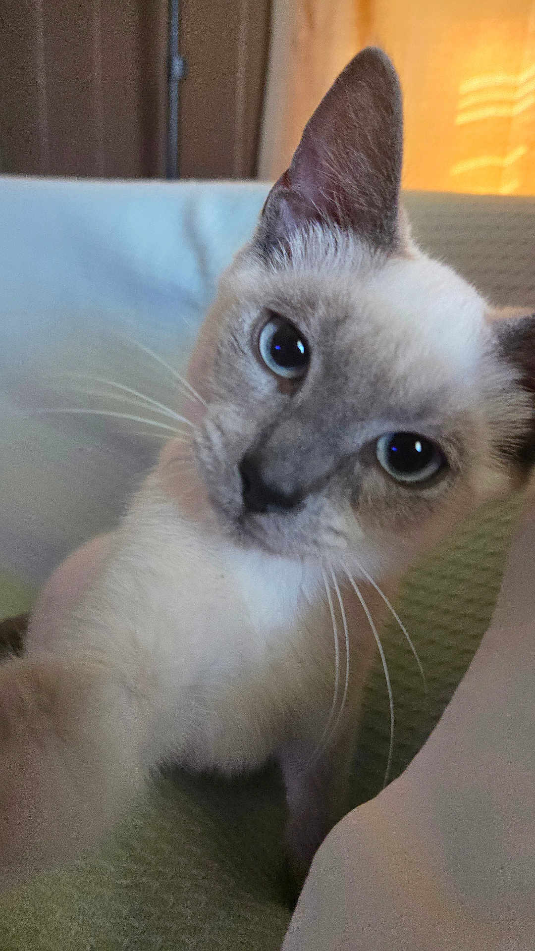 Dacotah joined the competition — help win amazing prizes! cat, siamese_cat, close_up, pet, animal, whiskers, blue_eyes, indoor, curious, feline, soft_light, blanket, couch, portrait, mammal, cute, domestic_animal, fur, ears