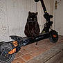 animal, cat, e_scooter, machine, motorcycle, pet, scooter, transportation, vehicle, wheel