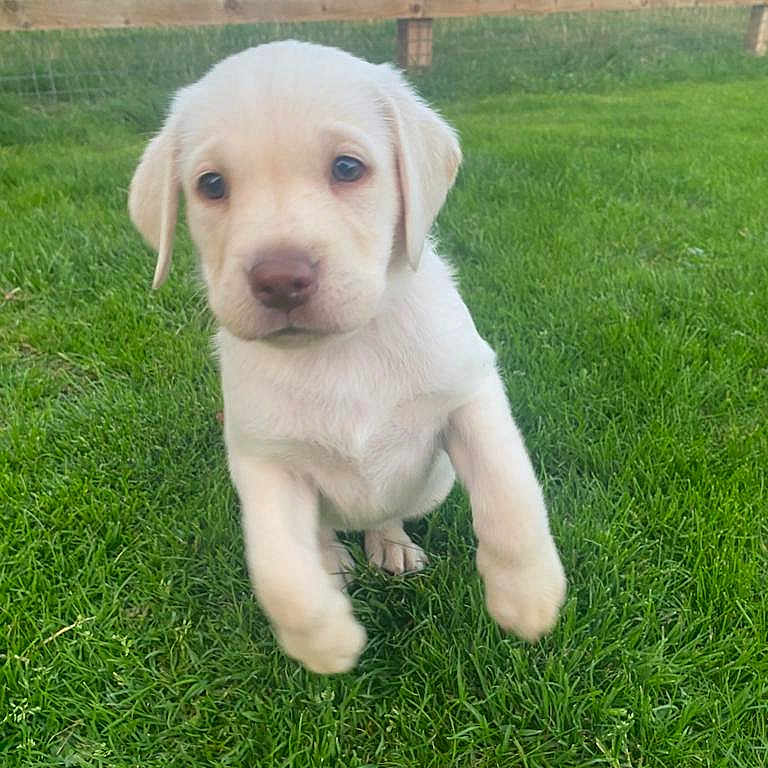 Bella is registered to the contest to win money with this photo: animal, backyard, canine, dog, fence, field, goldenretriever, grass, grassland, green, hound, labradorretriever, lawn, nature, outdoors, pet, plant, puppy, whitedog, yard