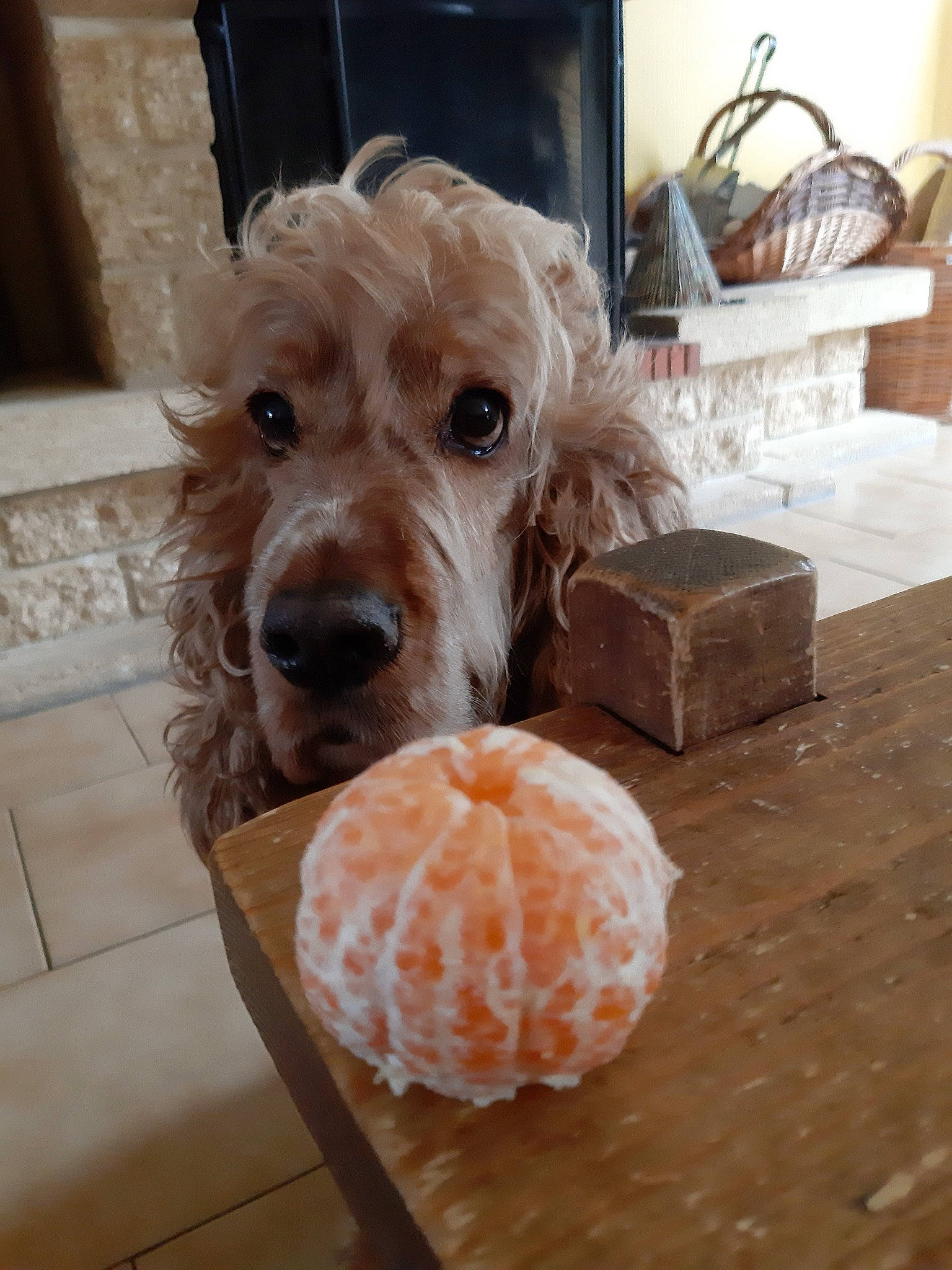 Dali a rejoint le concours — aidez-le/la à gagner de superbes lots ! ball, canidae, carnivore, companion_dog, dog, dog_breed, dog_toy, goldendoodle, labradoodle, sporting_group, tennis_ball