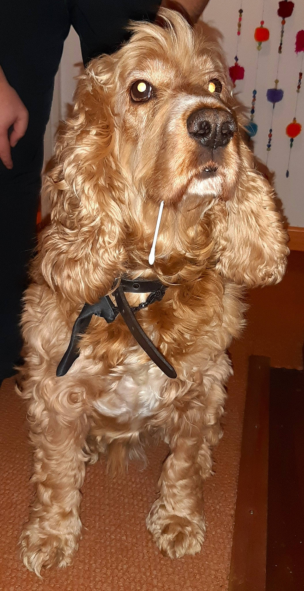 Dali participe au concours pour gagner de l'argent avec cette photo : american_cocker_spaniel, canidae, carnivore, cockapoo, cocker_spaniel, companion_dog, dog, dog_breed, english_cocker_spaniel, fur, goldendoodle, mammal, rare_breed_dog, snout, spaniel, sporting_group, vertebrate