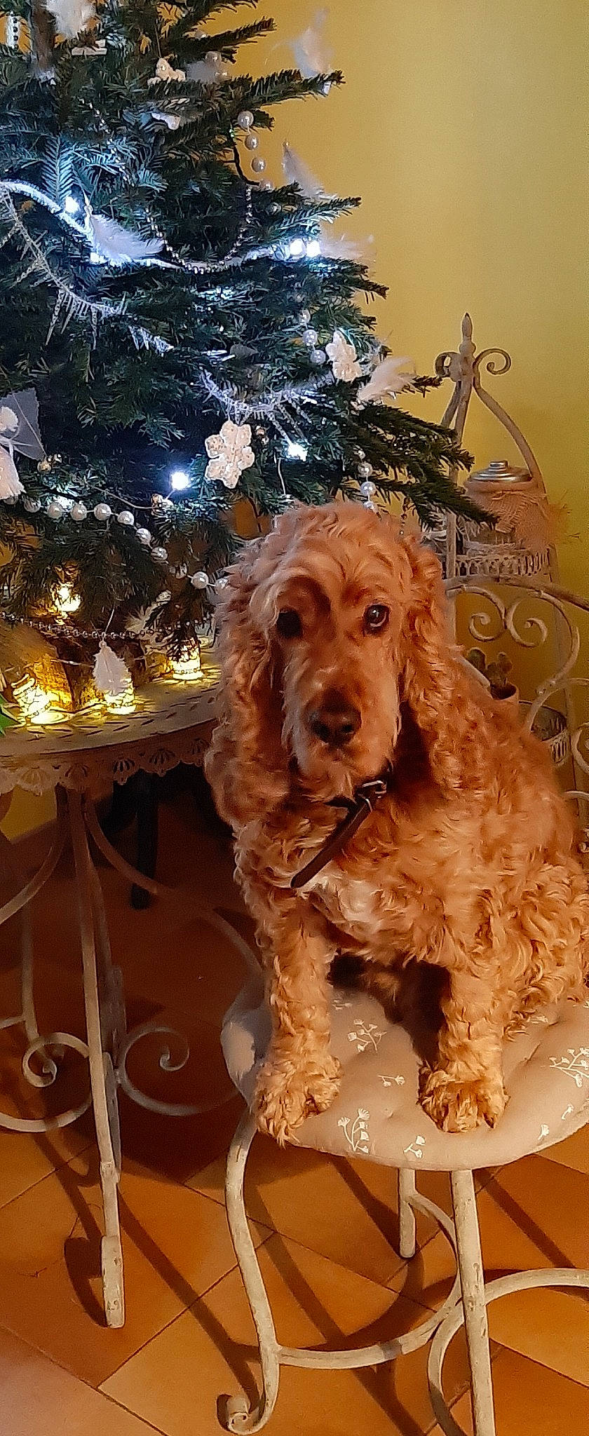 Dali participe au concours pour gagner de l'argent avec cette photo : american_cocker_spaniel, canidae, carnivore, cockapoo, cocker_spaniel, companion_dog, dog, dog_breed, english_cocker_spaniel, fawn, goldendoodle, mammal, rare_breed_dog, spaniel, sporting_group, standard_poodle, toy_poodle, vertebrate