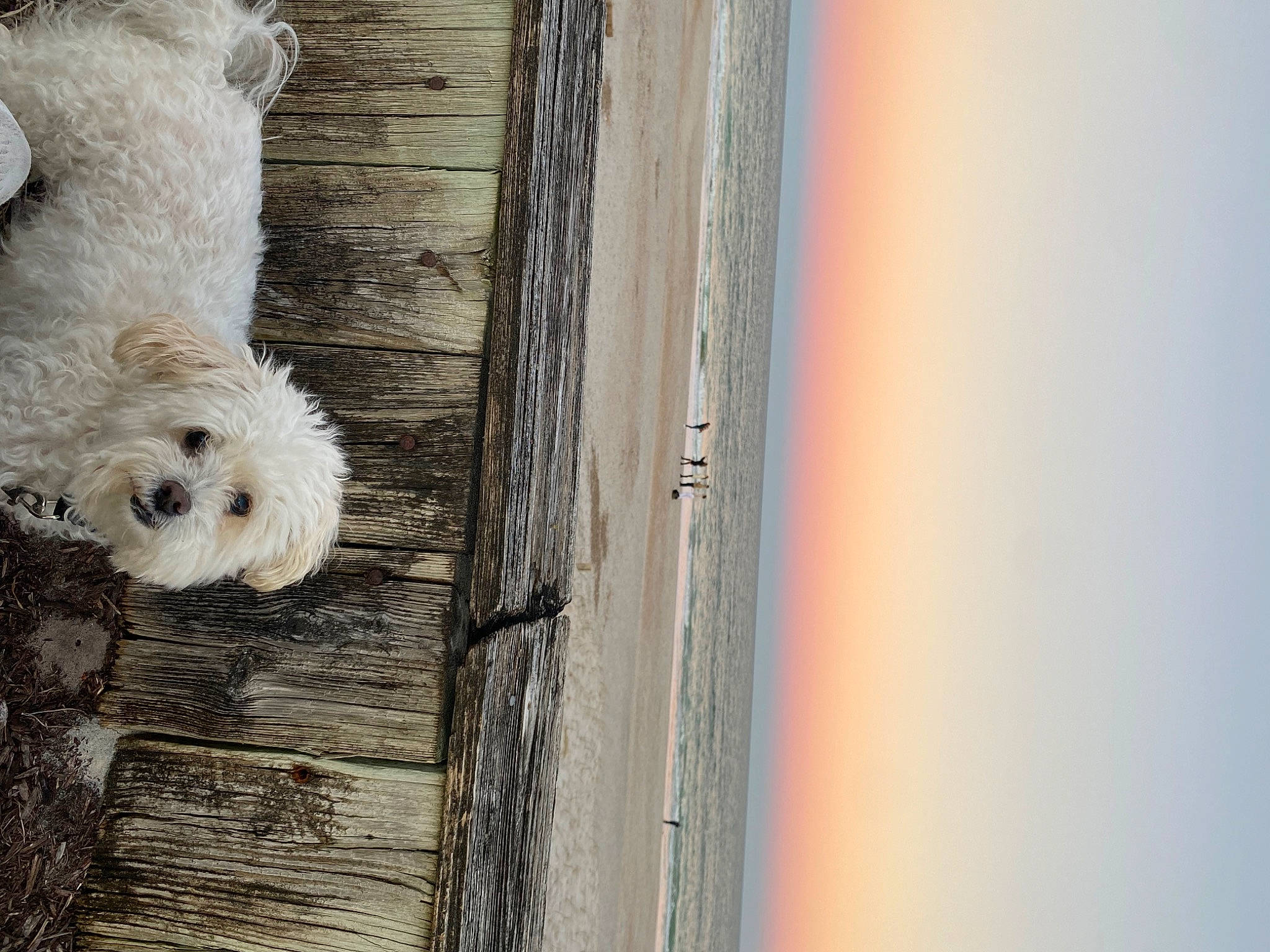 Holly is registered to the contest to win money with this photo: carnivore, companion_dog, dog, dog_breed, door, flooring, fur, grey, hardwood, pattern, plank, plywood, rectangle, sky, still_life_photography, tints_and_shades, trunk, water, wood, wood_stain