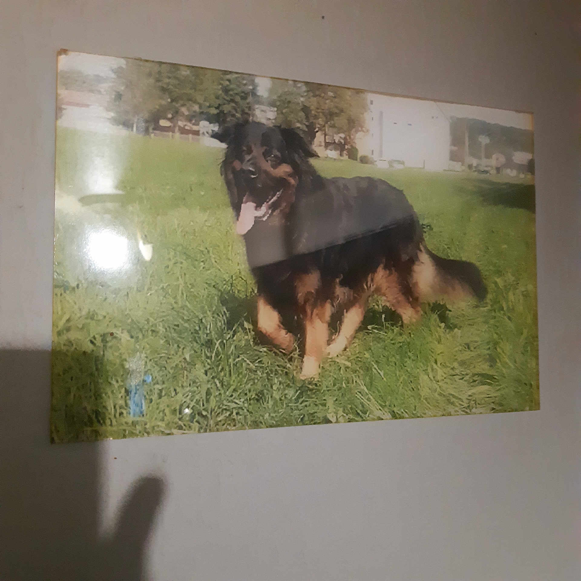 Bella
