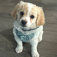 Ralph joined the competition — help win amazing prizes! puppy, dog, pet, cute, fluffy, harness, indoor, wooden_floor, animal, young_dog, adorable, small_dog, sitting, looking_up, fur, domestic_animal, companion, friendly, canine, portrait