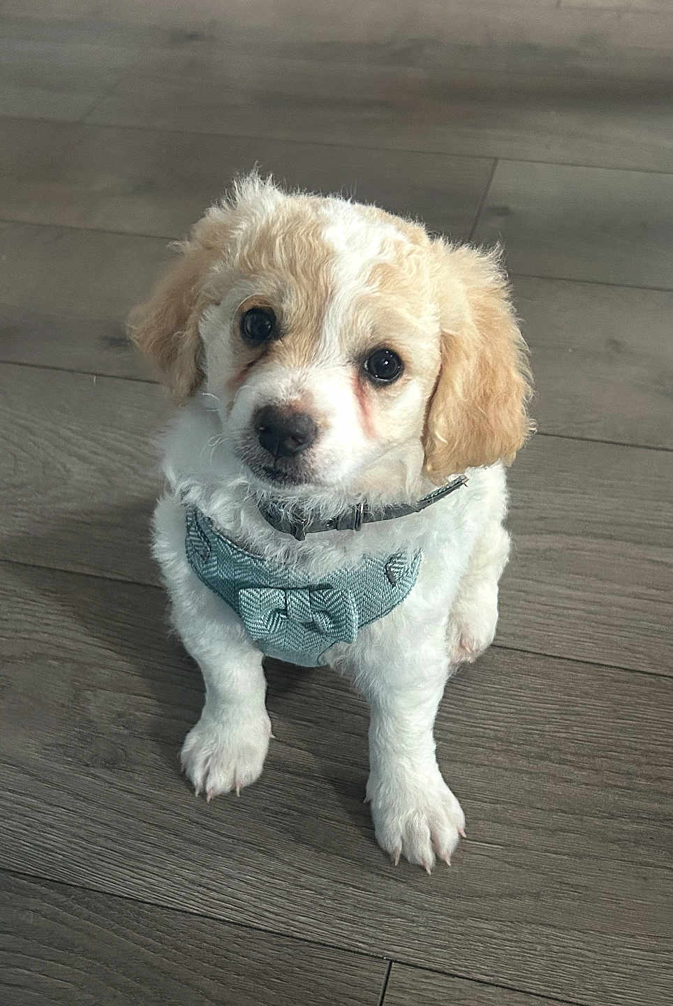 Ralph joined the competition — help win amazing prizes! puppy, dog, pet, cute, fluffy, harness, indoor, wooden_floor, animal, young_dog, adorable, small_dog, sitting, looking_up, fur, domestic_animal, companion, friendly, canine, portrait