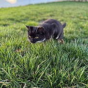 Milka is registered to the contest to win money with this photo: alert, animal, black_cat, cat, closeup, cute, daylight, feline, field, focus, grass, green_grass, mammal, nature, outdoor, pet, prowling, whiskers, wildlife, yellow_eyes
