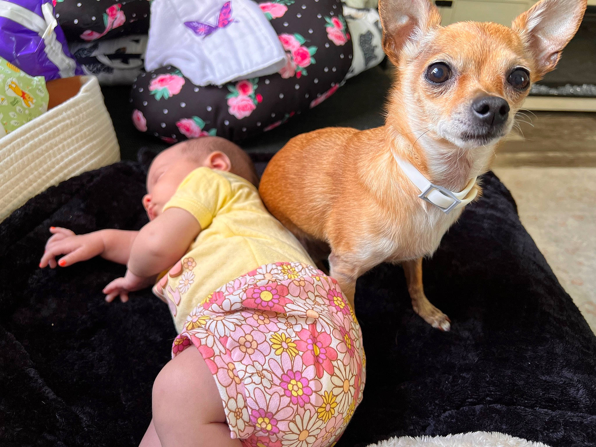 Juniper is registered to the contest to win money with this photo: baby_toddler_clothing, carnivore, chihuahua, companion_dog, dog, dog_breed, dog_supply, fashion_accessory, fawn, foot, fur, human_leg, linens, pattern, person, pink, shorts, sitting, thigh, toy_dog
