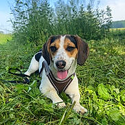 Moly participe au concours pour gagner de l'argent avec cette photo : dog, canine, outdoor, grass, greenery, nature, pet, animal, tongue_out, winking, happy, field, leash, daylight, sunny, playful, closeup, lying_down, brown, white