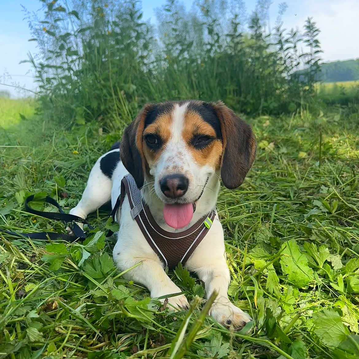 Moly participe au concours pour gagner de l'argent avec cette photo : dog, canine, outdoor, grass, greenery, nature, pet, animal, tongue_out, winking, happy, field, leash, daylight, sunny, playful, closeup, lying_down, brown, white