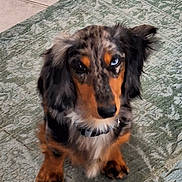 Virgil a rejoint le concours — aidez-le/la à gagner de superbes lots ! adorable, animal, blue_eye, canine, carpet, collar, cute, dachshund, dog, domestic, ears, floor, fur, indoor, looking_up, pet, puppy, sitting, spotted_coat, young