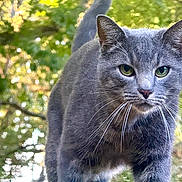 Zippy joined the competition — help win amazing prizes! alert, animal, cat, close_up, curious, daylight, focused, forest, fur, gray_cat, green_eyes, leaf, mammal, nature, outdoor, predator, tree, walking, whiskers, wildlife