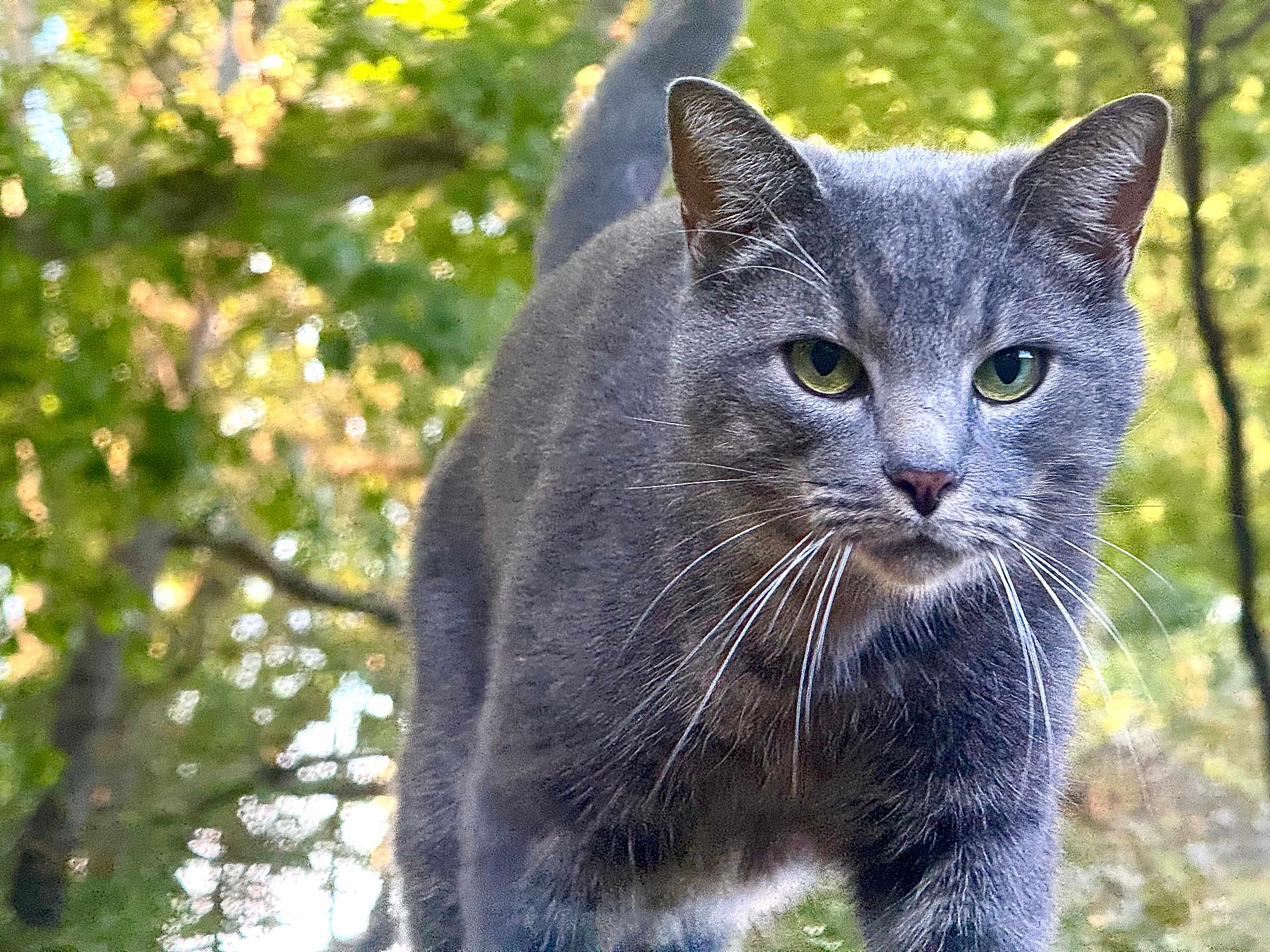Zippy joined the competition — help win amazing prizes! alert, animal, cat, close_up, curious, daylight, focused, forest, fur, gray_cat, green_eyes, leaf, mammal, nature, outdoor, predator, tree, walking, whiskers, wildlife