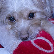 Claire is registered to the contest to win money with this photo: dog, close_up, fluffy, resting, blanket, red, white, soft_focus, nostrils, fur, paw, sleepy, indoor, pet, animal, cute, cozy, face, nose, eyes