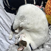 Spot is registered to the contest to win money with this photo: animal, bed, blanket, cat, collar, cozy, curled_up, cute, domestic_cat, feline, indoor, pet, pink_nose, relaxation, resting, sleeping, soft_texture, tabby, whiskers, white_fur