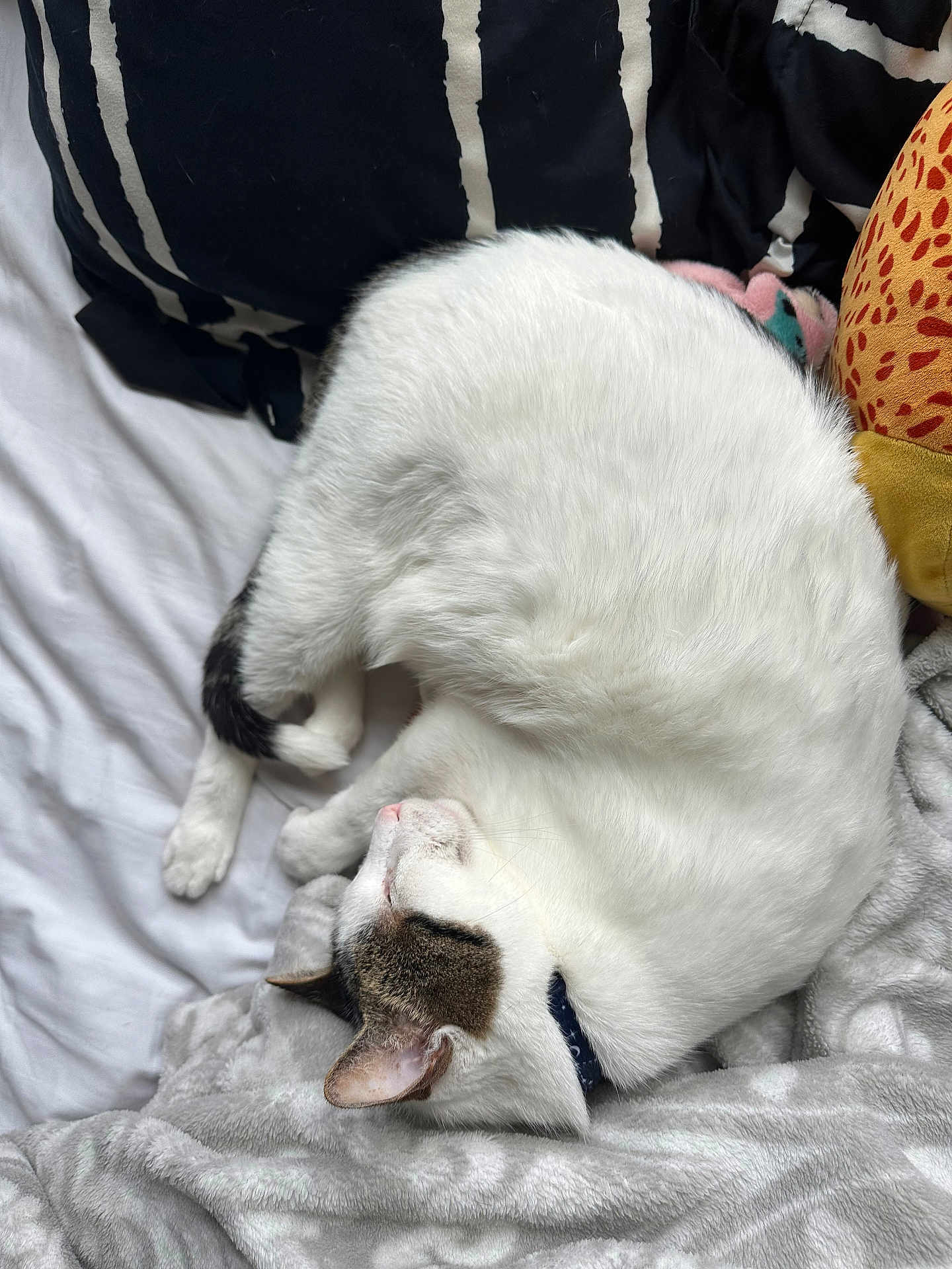 Spot