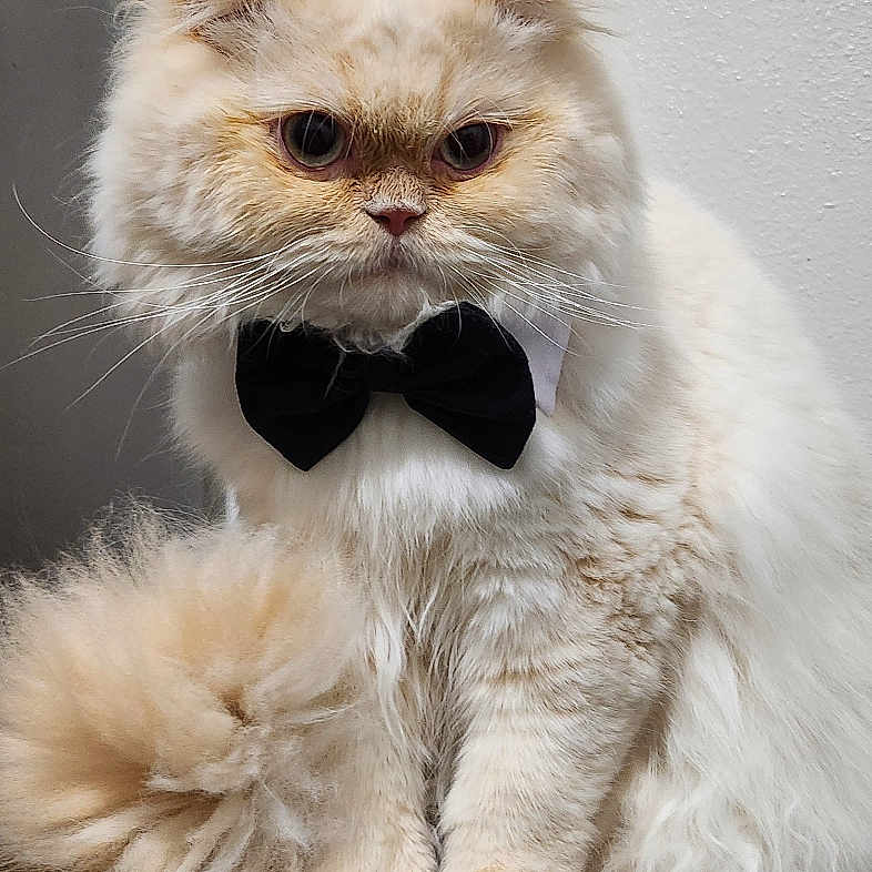 Alvin