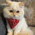 Mario O.