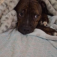 King Maxx is registered to the contest to win money with this photo: dog, blanket, bed, brindle, pet, indoor, cozy, fur, resting, curious, paw, comfort, home, animal, cute, sleepy, soft, fabric, relaxed, portrait