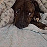 dog, blanket, bed, brindle, pet, indoor, cozy, fur, resting, curious, paw, comfort, home, animal, cute, sleepy, soft, fabric, relaxed, portrait