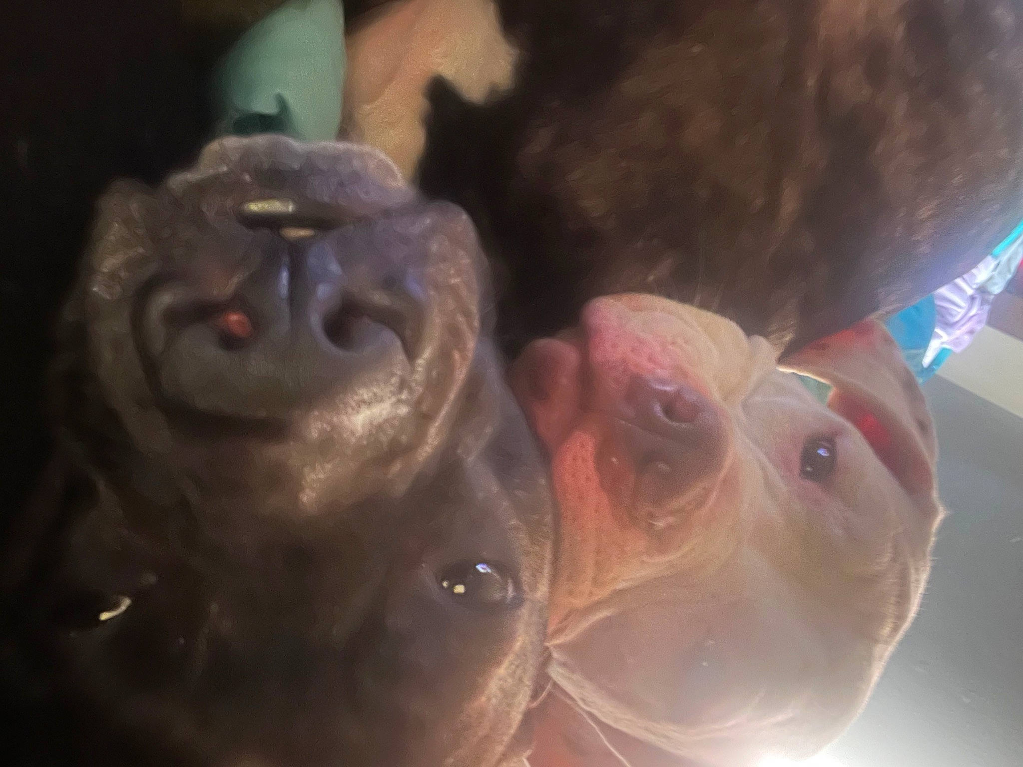 Dootie is registered to the contest to win money with this photo: animation, art, artifact, ear, eye, fawn, fish, gesture, head, jaw, marine_biology, nose, sculpture, snout, suidae, terrestrial_animal, underwater, whiskers, wildlife, wrinkle