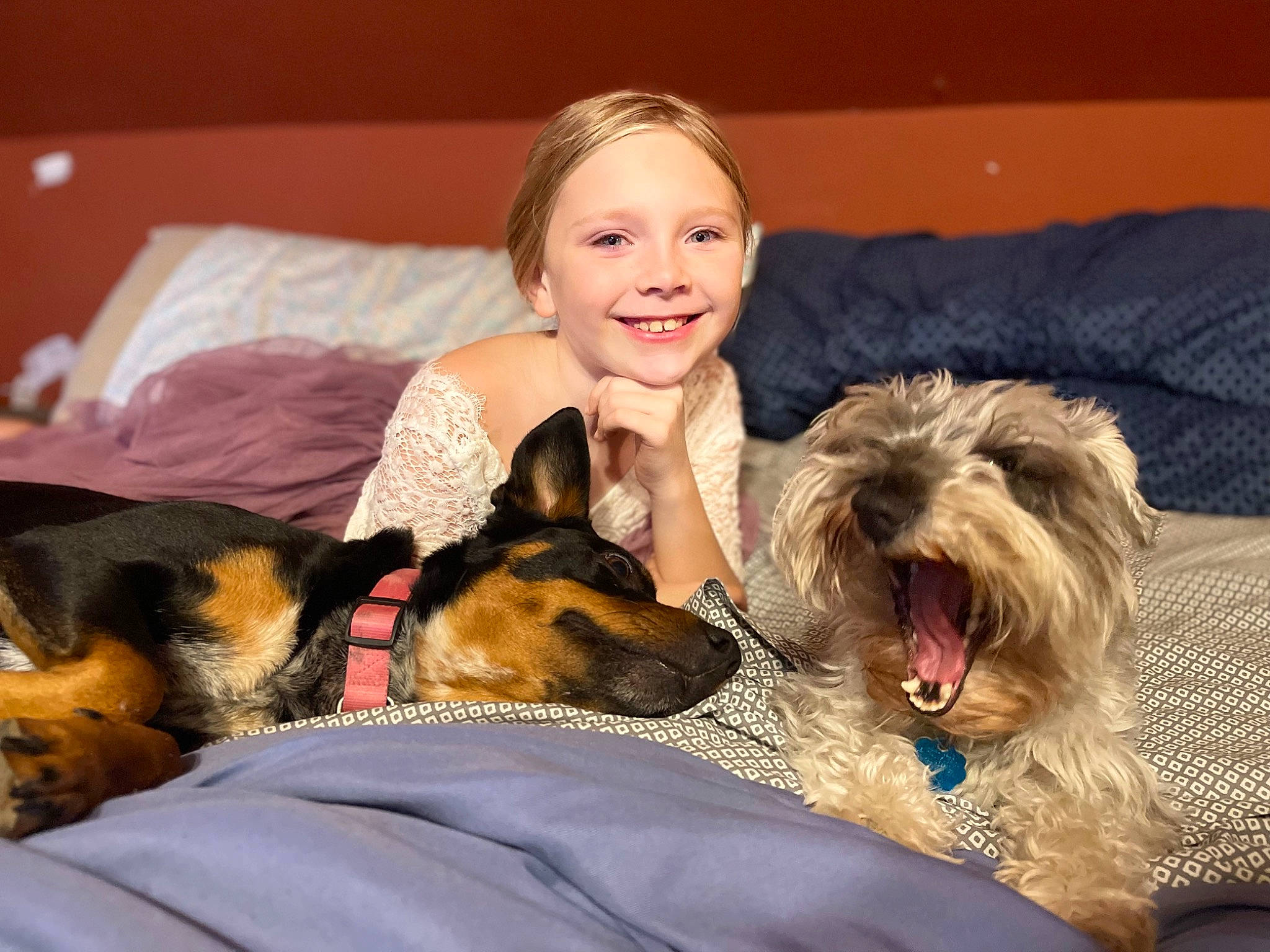 Jaymi is registered to the contest to win money with this photo: canidae, carnivore, comfort, companion_dog, couch, dog, dog_breed, dog_supply, fawn, felidae, fur, happy, joy, mammal, person, puppy_love, sitting, small_terrier, smile, sporting_group