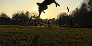 Mawï a rejoint le concours — aidez-le/la à gagner de superbes lots ! backlighting, canidae, cloud, evening, field, grass, grassland, happy, horse, jumping, meadow, pasture, photography, silhouette, sky, sporting_group, stallion, sunlight, tree