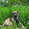 dog, puppy, grass, greenery, outdoor, nature, forest, animal, pet, canine, lying_down, harness, young_dog, tree, leaf, summer, daylight, playful, curious, relaxed