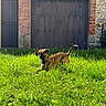 Arya participe au concours pour gagner de l'argent avec cette photo : dog, puppy, grass, greenery, outdoor, sunlight, brick_wall, stone_wall, building, nature, pet, animal, canine, young_dog, playful, collar, daylight, curious, yard, garden
