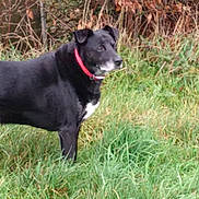 Bounty participe au concours pour gagner de l'argent avec cette photo : dog, black_dog, red_collar, grass, outdoor, nature, autumn, leaves, animal, pet, mammal, standing, side_view, fence, quiet, calm, daylight, field, canine, watchful