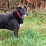 dog, black_dog, red_collar, grass, outdoor, nature, autumn, leaves, animal, pet, mammal, standing, side_view, fence, quiet, calm, daylight, field, canine, watchful