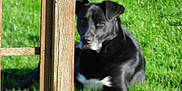 Bounty a rejoint le concours — aidez-le/la à gagner de superbes lots ! animal, black_dog, blurred, canine, daytime, dog, fence, fur, garden, grass, greenery, lying_down, muzzle, nature, outdoor, pet, quiet, relaxed, sunlight, wooden_post