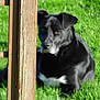 Bounty a rejoint le concours — aidez-le/la à gagner de superbes lots ! dog, black_dog, grass, outdoor, wooden_post, pet, animal, nature, greenery, lying_down, canine, blurred, sunlight, quiet, relaxed, fence, garden, daytime, fur, muzzle