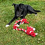 Bounty participe au concours pour gagner de l'argent avec cette photo : dog, black_dog, grass, outdoor, toy, rope_toy, heart_shaped, pet, animal, playful, white_paws, nature, summer, greenery, clover, relaxed, canine, cheerful, fun, leisure