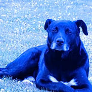 Bounty a rejoint le concours — aidez-le/la à gagner de superbes lots ! animal, black_dog, calm, canine, daylight, dog, ears, field, flowers, fur, grass, lying_down, muzzle, nature, outdoor, pet, relaxed, resting, snout, white_patch