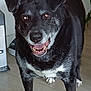 dog, black_dog, gray_fur, white_patch, indoor, floor, pet, canine, smiling, happy, muzzle, ears, eyes, paws, standing, household, domestic_animal, animal, fur, portrait