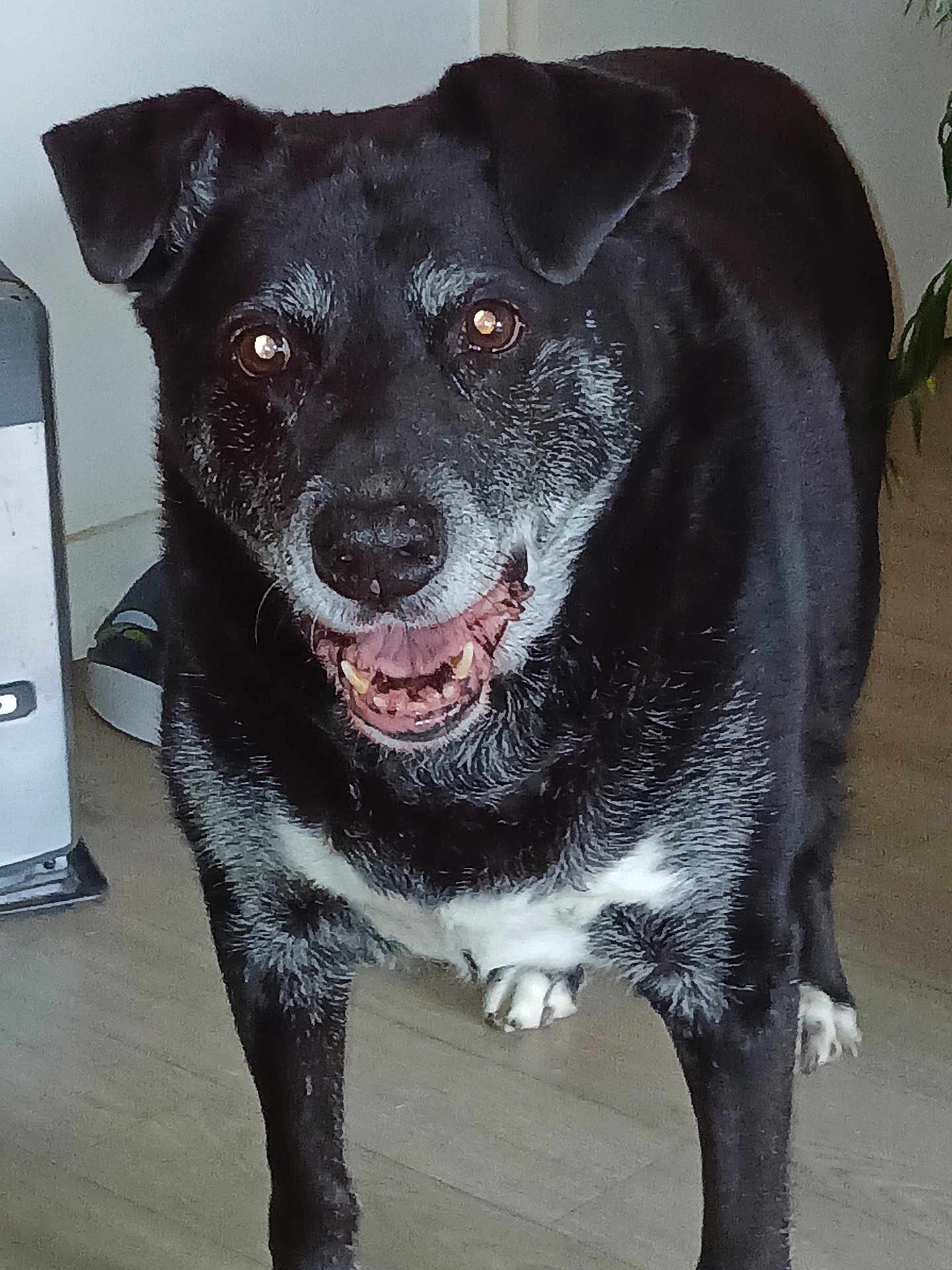 Bounty a rejoint le concours — aidez-le/la à gagner de superbes lots ! dog, black_dog, gray_fur, white_patch, indoor, floor, pet, canine, smiling, happy, muzzle, ears, eyes, paws, standing, household, domestic_animal, animal, fur, portrait