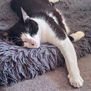 Sunny a rejoint le concours — aidez-le/la à gagner de superbes lots ! animal, black_and_white, cat, comfort, cozy, cute, domestic_cat, feline, fluffy_blanket, fur, indoor, nap, paw, pet, relaxed, resting, sleeping, soft, stretching, whiskers