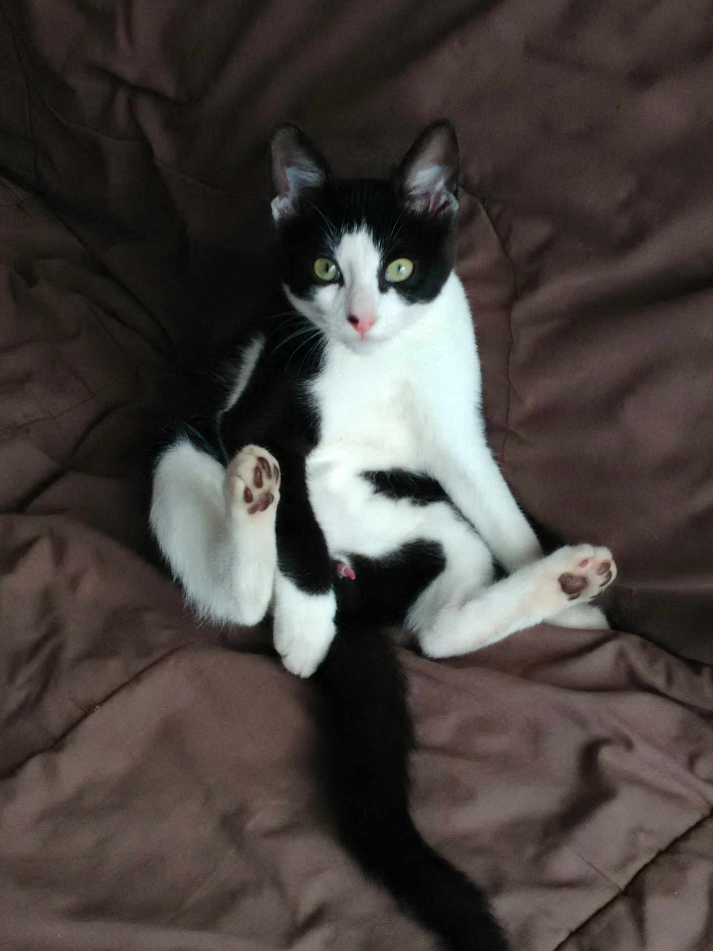 Sunny participe au concours pour gagner de l'argent avec cette photo : cat, black_and_white, pet, animal, feline, sitting, blanket, indoor, cute, fur, tail, paw, whiskers, looking, relaxed, domestic_cat, portrait, playful, curious, soft