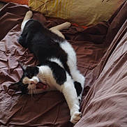 Sunny a rejoint le concours — aidez-le/la à gagner de superbes lots ! cat, black_and_white, yawning, stretching, bed, brown_bedspread, yellow_pillow, indoor, pet, feline, fur, whiskers, relaxed, sleepy, animal, cozy, domestic, claws, resting, cute