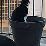 Sunny a rejoint le concours — aidez-le/la à gagner de superbes lots ! animal, back_view, balcony, black_and_white, building, cat, container, curious, daylight, domestic, feline, house, indoor, pet, plant_pot, quiet, resting, sitting, window, window_bars
