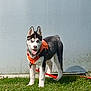 Azur a rejoint le concours — aidez-le/la à gagner de superbes lots ! dog, husky, pet, grass, orange_harness, leash, tongue_out, standing, outdoor, wall, smiling, pointy_ears, fur, white_fur, black_fur, happy, portrait, playful, mammal, shadow