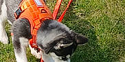 Azur a rejoint le concours — aidez-le/la à gagner de superbes lots ! dog, puppy, siberian_husky, orange_harness, harness, leash, grass, lawn, pet, sniffing, black_and_white_fur, fur, ears, nose, paws, outdoor, playful, young_dog, daytime, walking