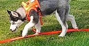 Azur participe au concours pour gagner de l'argent avec cette photo : backyard, cute, dog, fence, grass, greenery, husky, lawn, leash, muzzle, orange_harness, outdoors, paws, pet, playful, puppy, sniffing, tail, walking, young_dog