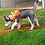 Azur participe au concours pour gagner de l'argent avec cette photo : husky, puppy, dog, orange_harness, leash, grass, lawn, backyard, fence, sniffing, walking, outdoors, pet, tail, paws, muzzle, young_dog, cute, playful, greenery