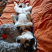 Azur a rejoint le concours — aidez-le/la à gagner de superbes lots ! dog, husky, pet, lying_on_back, belly_up, bed, blanket, orange_blanket, collar, toy, dog_bed, paws, fur, cute, relaxed, indoor, couch, living_room, remote_control, sleeping