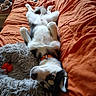 Azur a rejoint le concours — aidez-le/la à gagner de superbes lots ! bed, belly_up, blanket, collar, couch, cute, dog, dog_bed, fur, husky, indoor, living_room, lying_on_back, orange_blanket, paws, pet, relaxed, remote_control, sleeping, toy