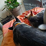 Azur participe au concours pour gagner de l'argent avec cette photo : bed, black, blanket, brown, cozy, crib, dog, ears, fur, furniture, gray, home, indoor, orange, orange_collar, pet, plant, potted_plant, relaxing, resting