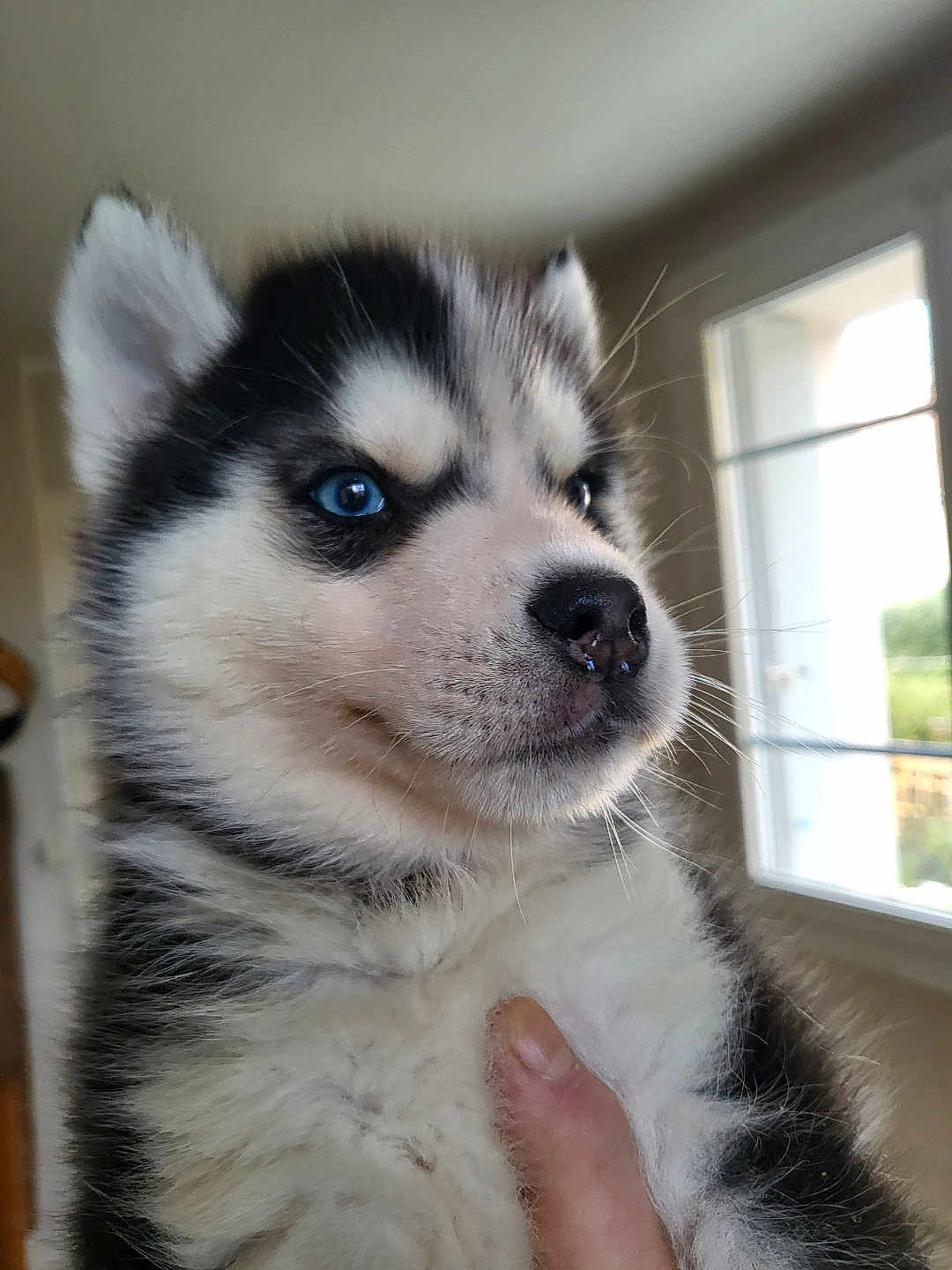 Azur a rejoint le concours — aidez-le/la à gagner de superbes lots ! puppy, dog, siberian_husky, blue_eyes, close_up, indoor, hand, fur, cute, pet, animal, portrait, young, mammal, whiskers, nose, ears, window, light, furry